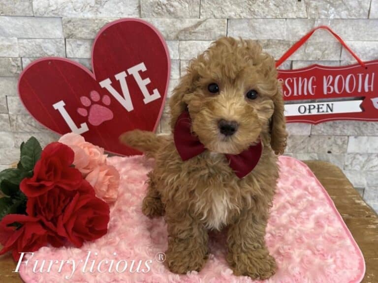 Goldendoodle Mini 2nd Gen - Goldendoodle Mini 2nd Gen