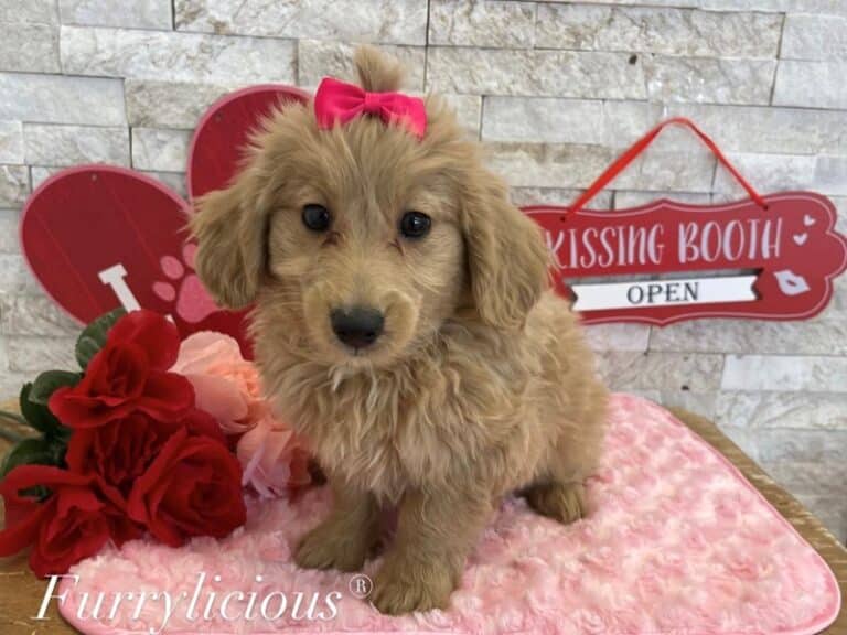 Goldendoodle Mini 2nd Gen - Goldendoodle Mini 2nd Gen