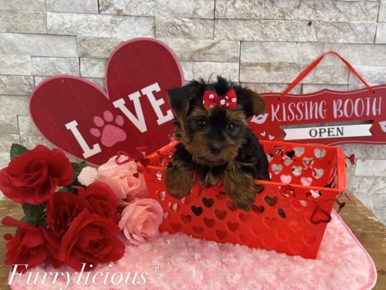 Yorkshire Terrier - Yorkshire Terrier