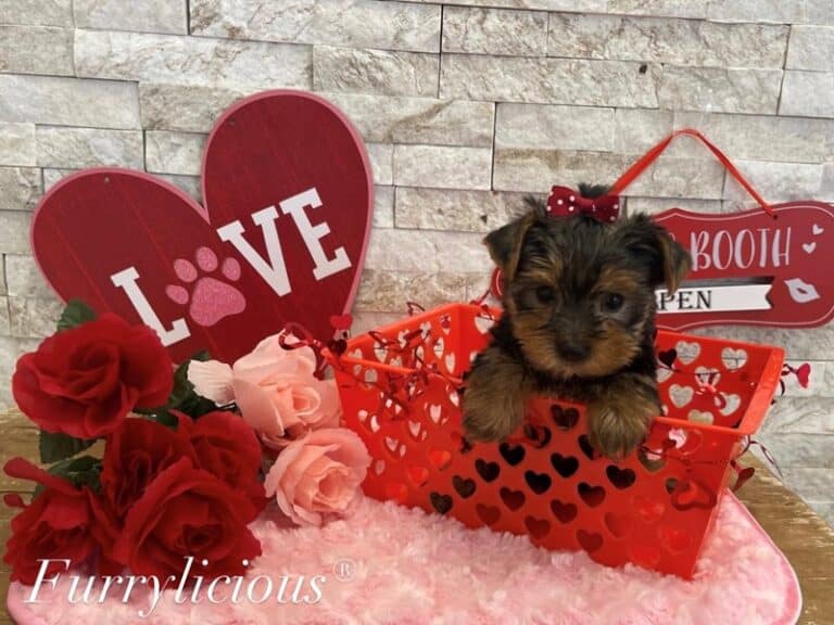 Yorkshire Terrier - Yorkshire Terrier