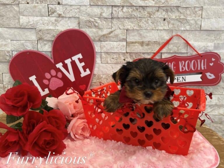 Yorkshire Terrier - Yorkshire Terrier
