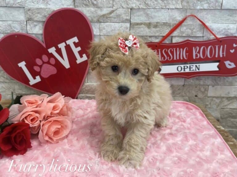Maltipoo - Maltipoo