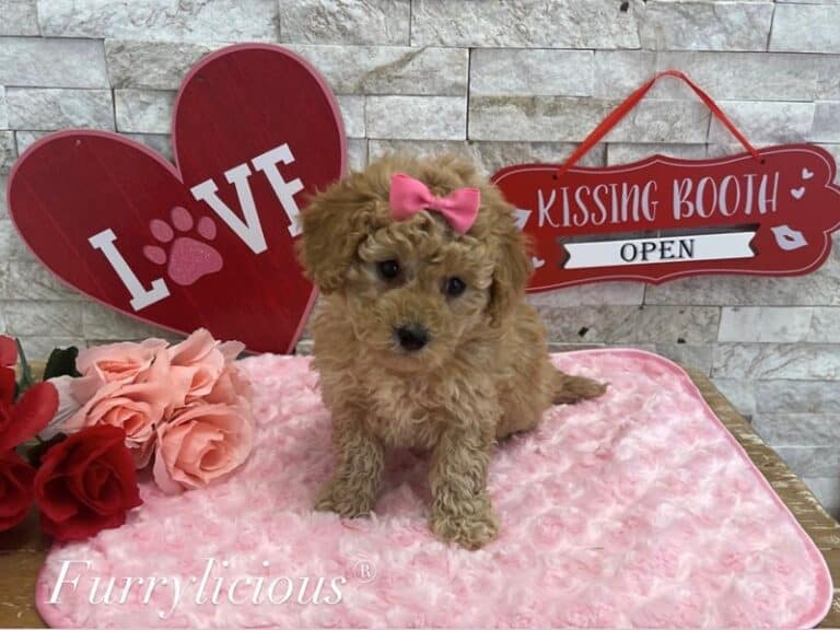London - Maltipoo
