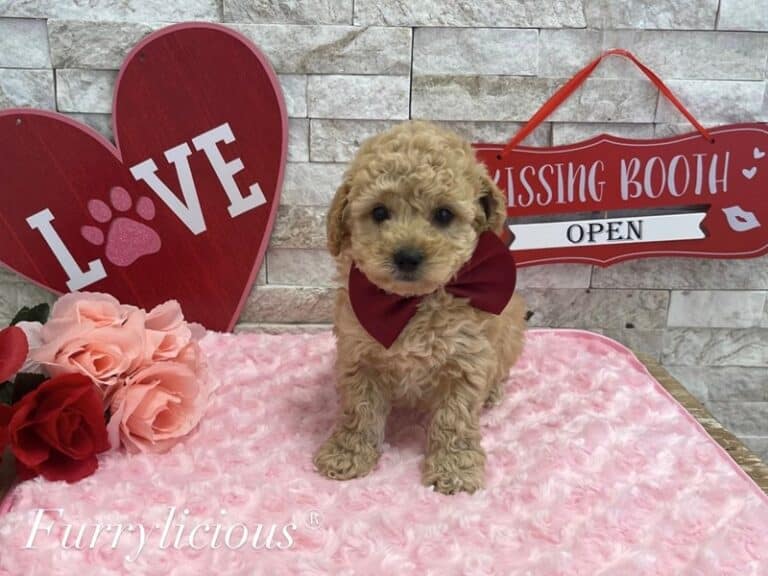 Titus - Maltipoo