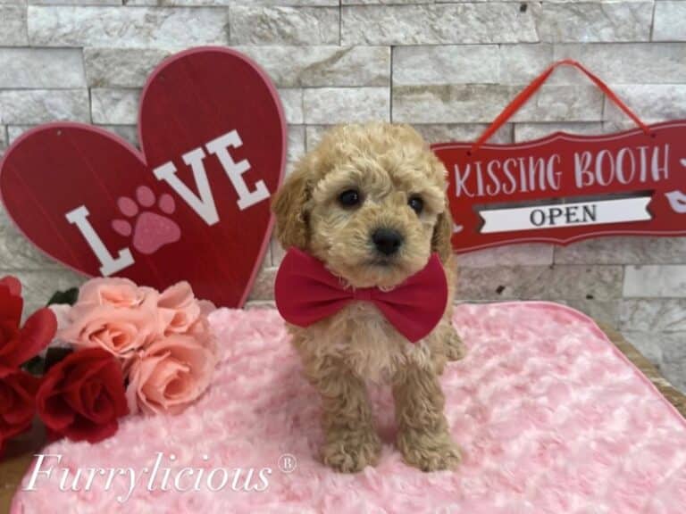 Rocket - Maltipoo