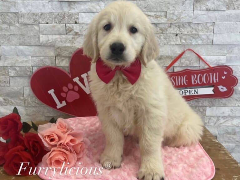 Golden Retriever - Golden Retriever
