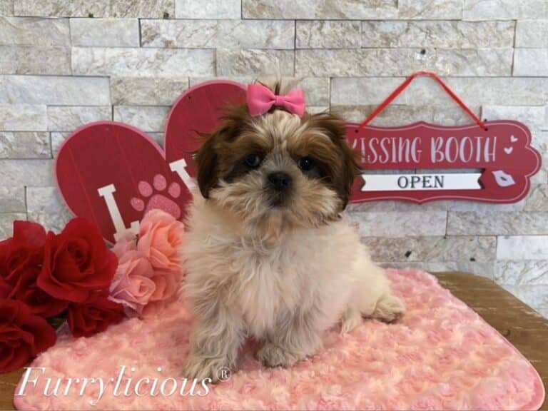 Hallie - Shih Tzu