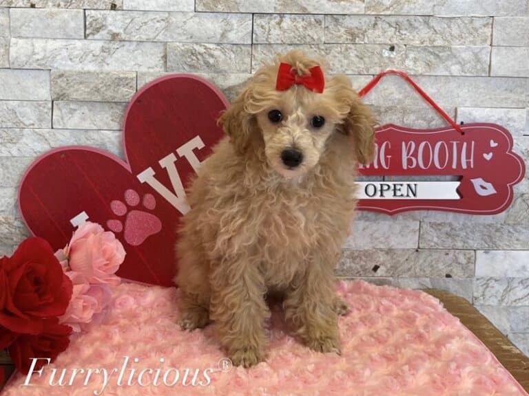 Starla - Poodle