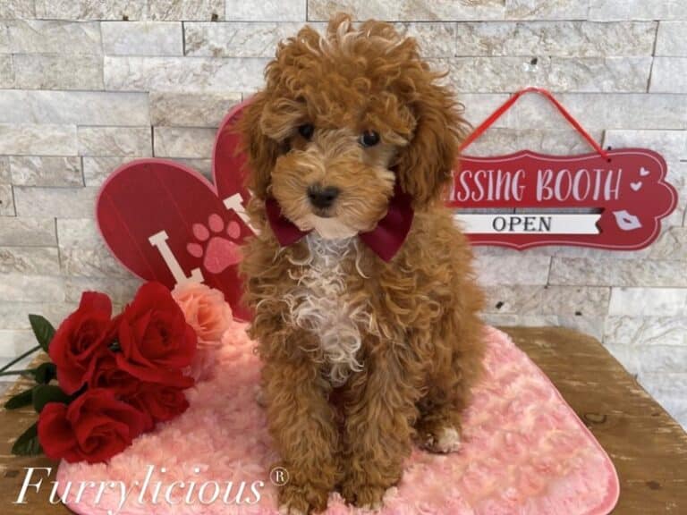 Andy - Poodle
