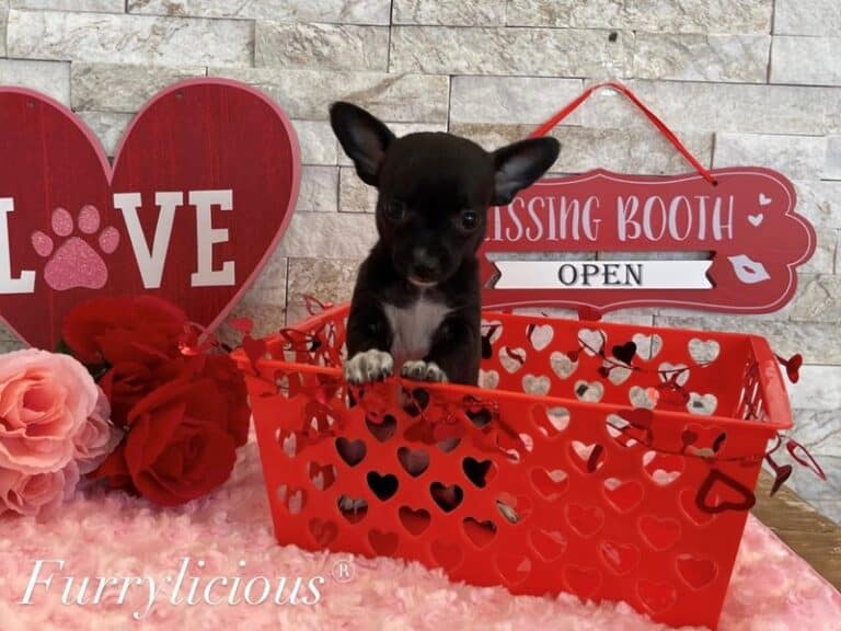 Chihuahua - Chihuahua
