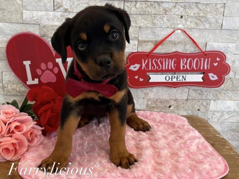 Goliath - Rottweiler