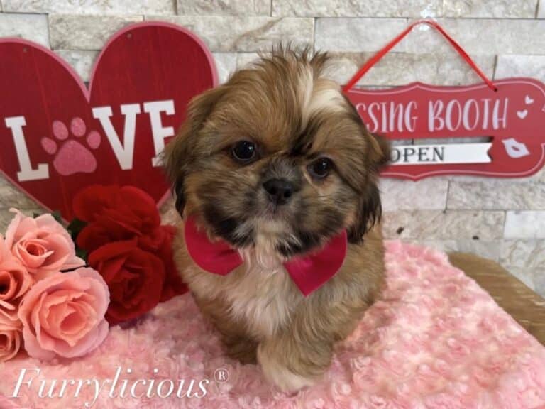 Shih Tzu - Shih Tzu