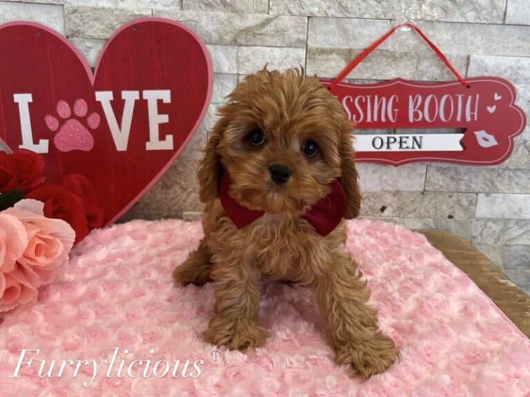 Cavapoo - Cavapoo