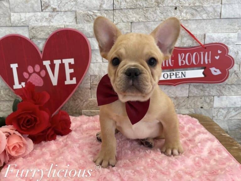 Thor - French Bulldog