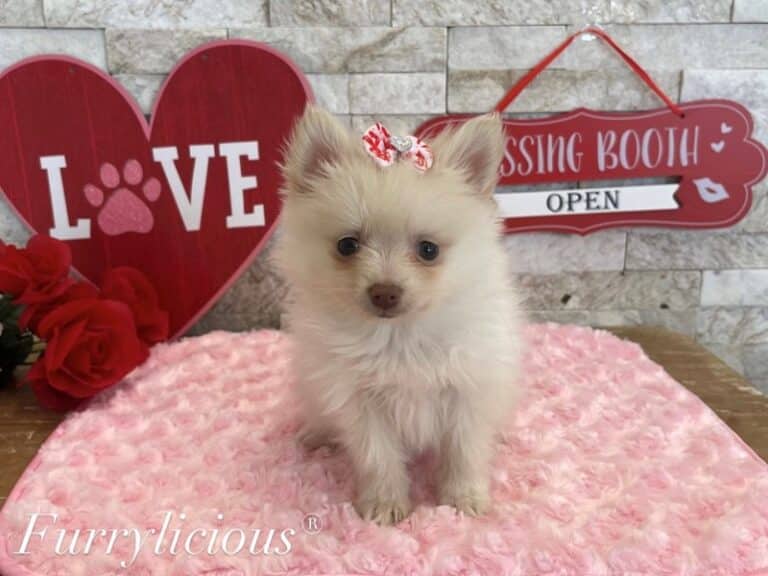 Pomeranian - Pomeranian