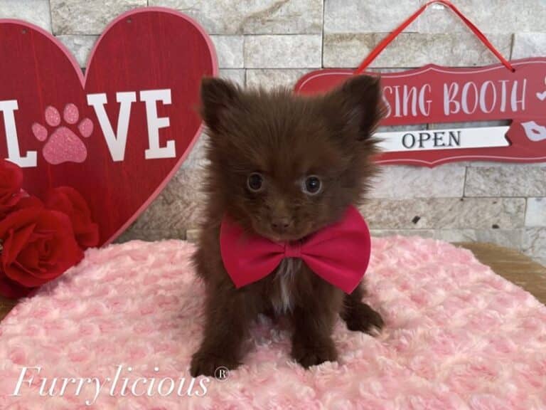 Pomeranian - Pomeranian