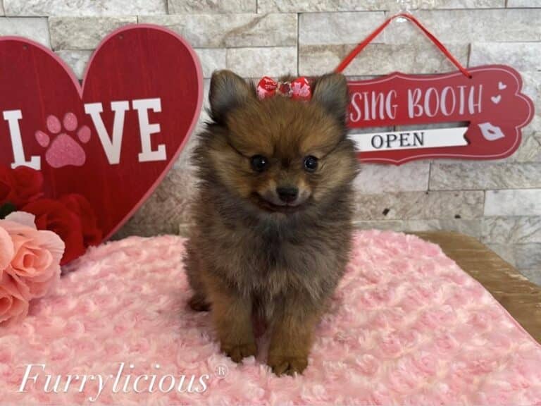 Pomeranian - Pomeranian