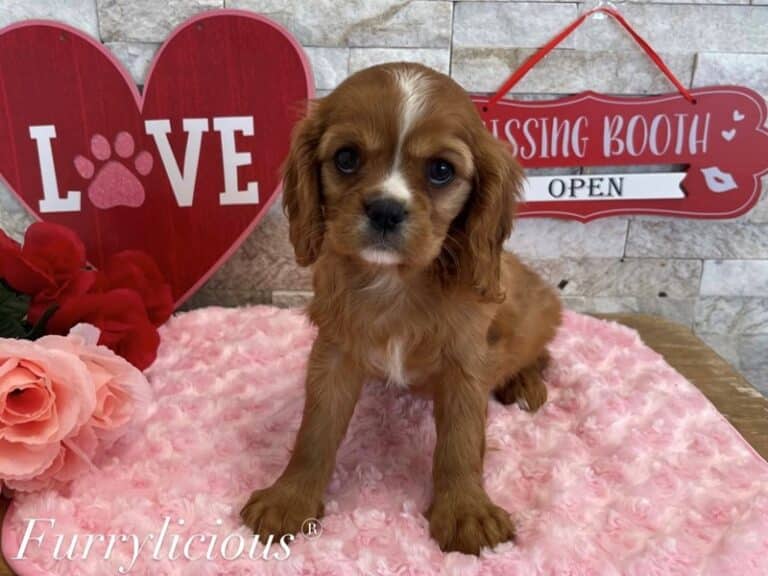 Lola - Cavalier King Charles Spaniel
