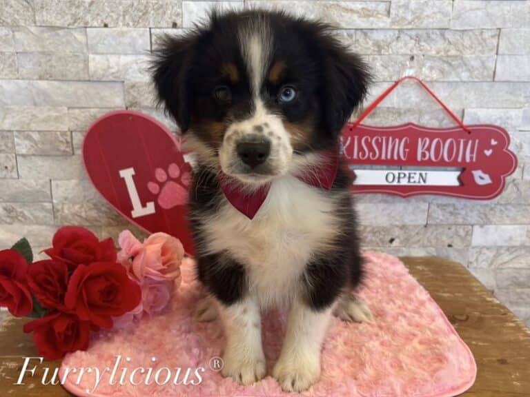 King - Mini Australian Shepherd