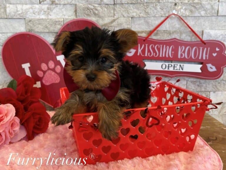 Bruno - Yorkshire Terrier