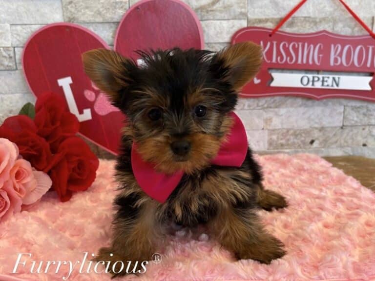 Rocco - Yorkshire Terrier