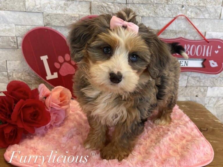 Sparkles - 2nd Generation Mini Bernedoodle
