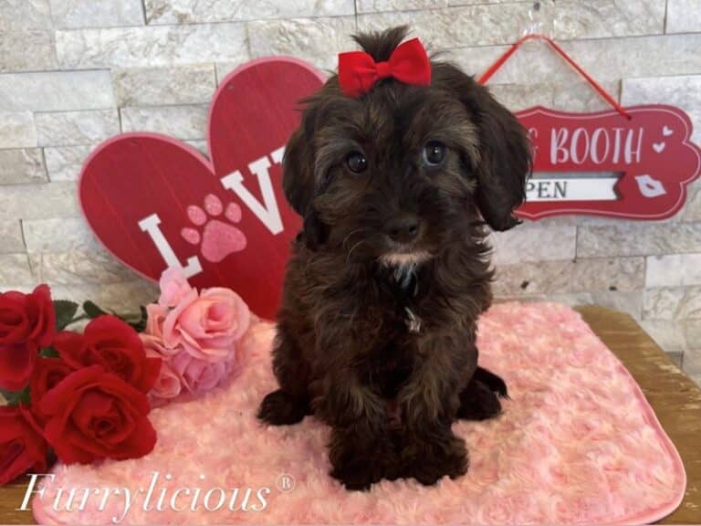 Bridget - Cavapoo