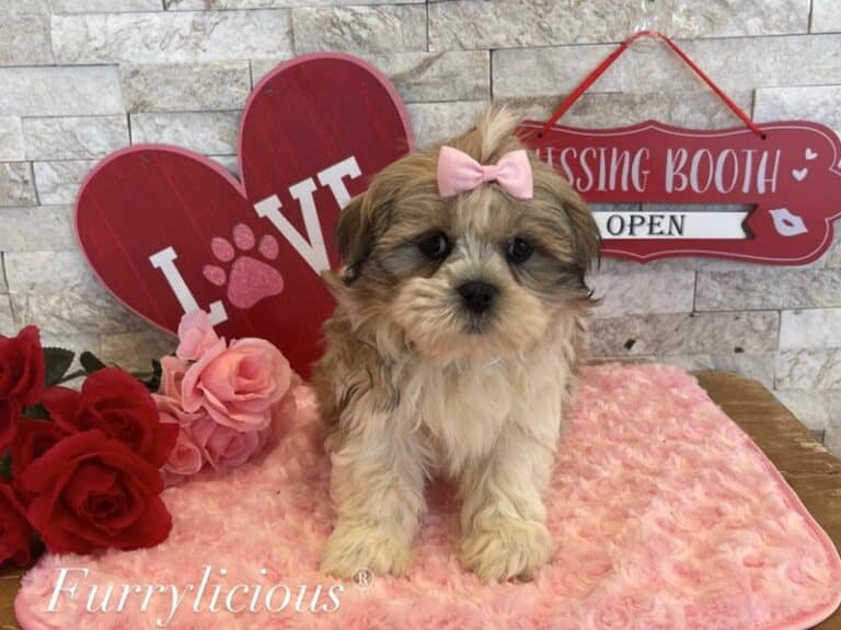 Molly - Teddy Bear (Zuchon)