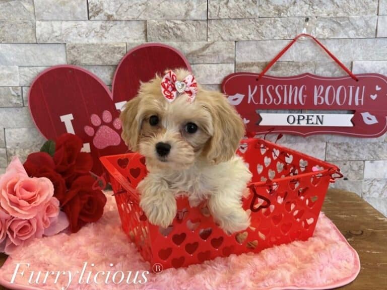 Piper - Cavachon