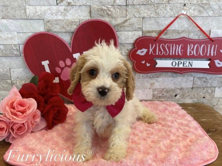 Reuben - Cavachon