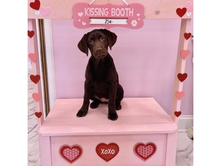 Brownie - Labrador Retriever