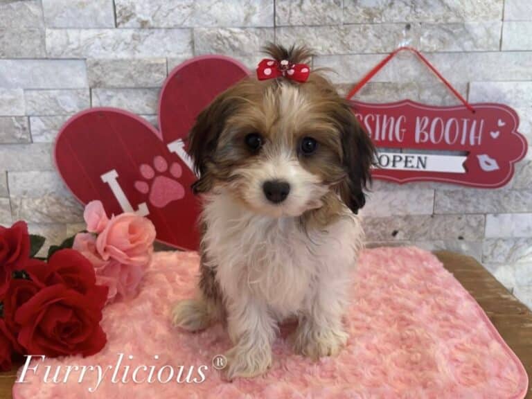Clementine - CavaPooChon