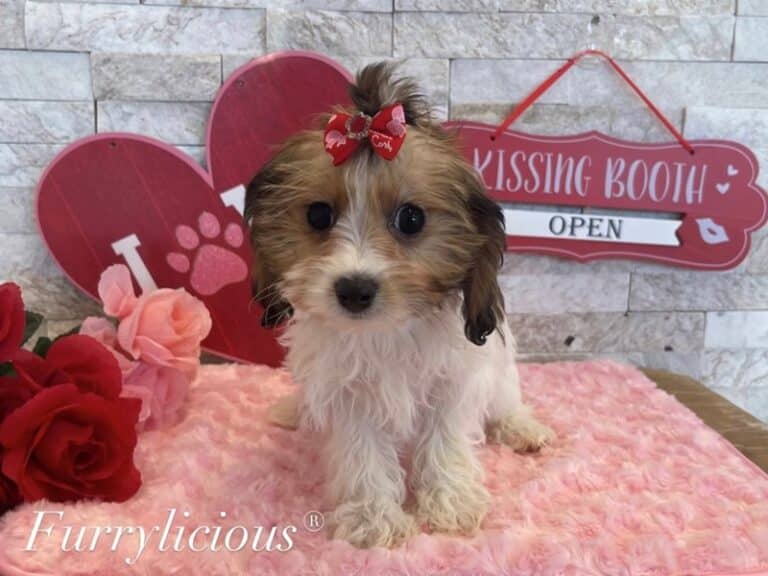 Madison - CavaPooChon