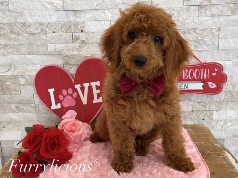 Goldendoodle Mini 2nd Gen - Goldendoodle Mini 2nd Gen