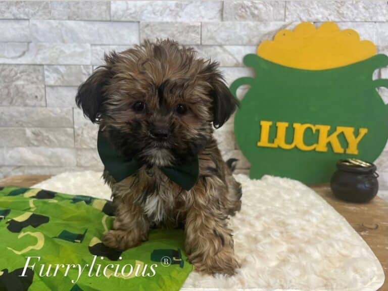 Buster - Shorkie