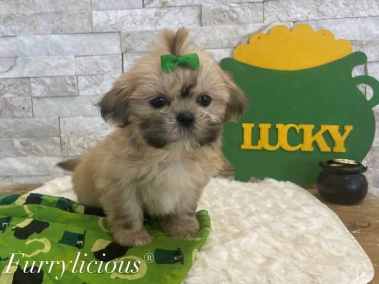 Darla - Shih Tzu