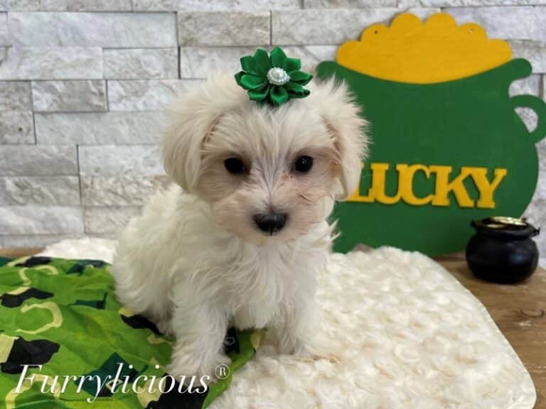 Mazie - Maltese