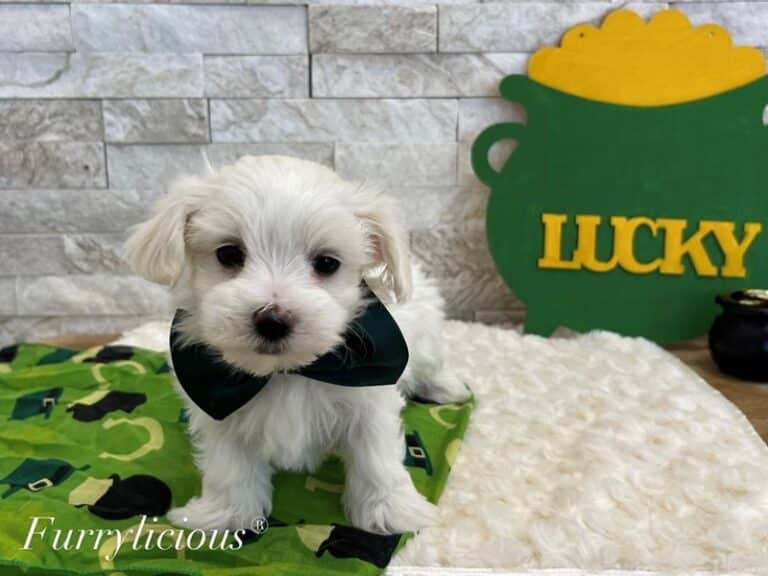 Oliver - Maltese