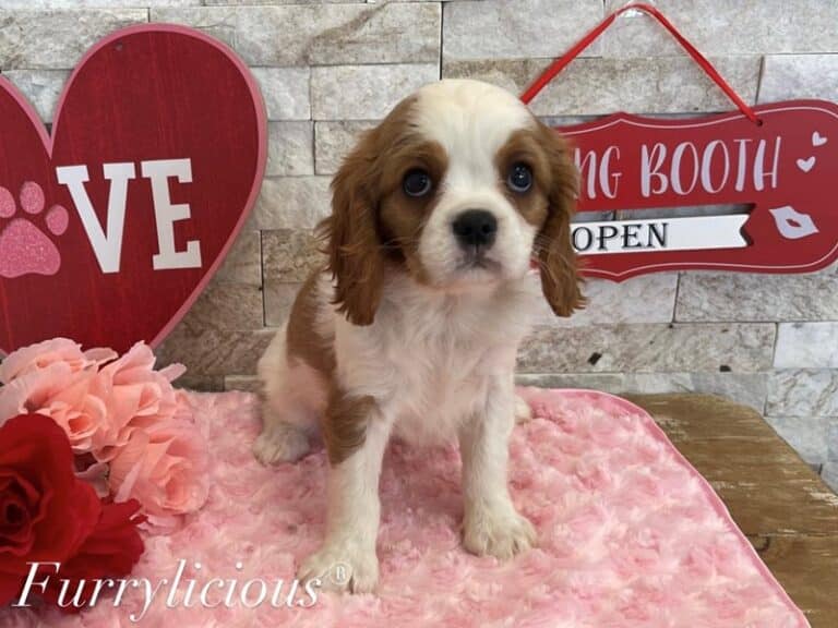 Leona - Cavalier King Charles Spaniel