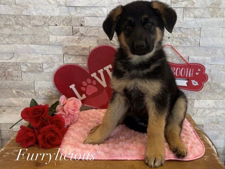 Lady - German Shepherd