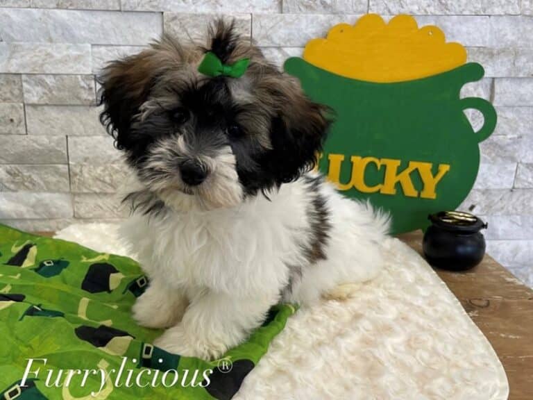 Ella - Havanese