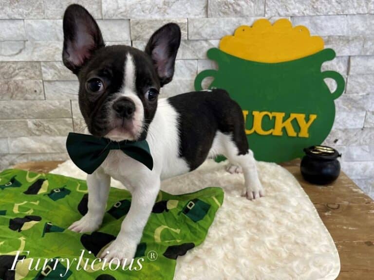 Elmer - Frenchton
