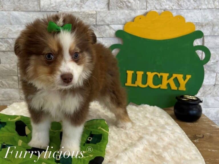 Dora - Toy Australian Shepherd
