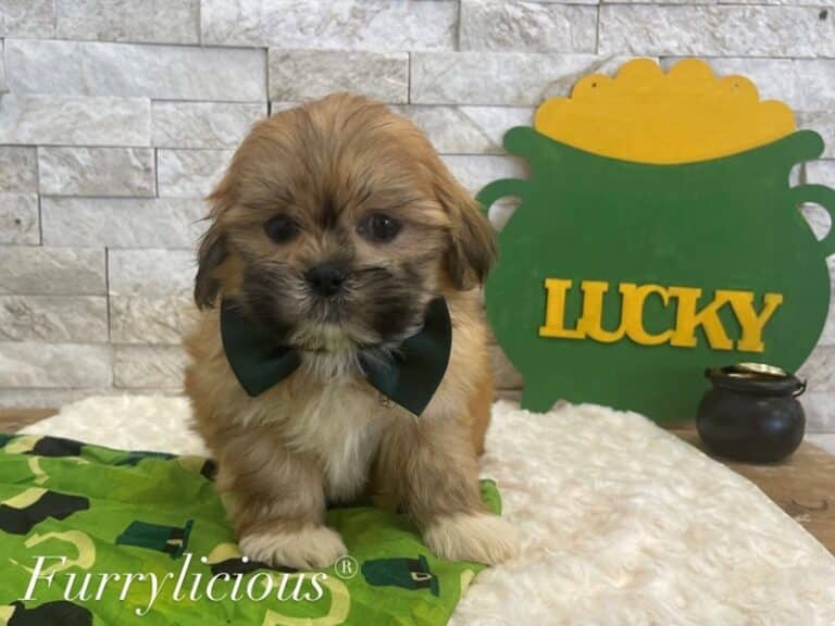 Mason - Shih Tzu