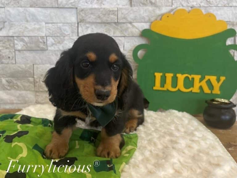 Bruiser - Dachshund