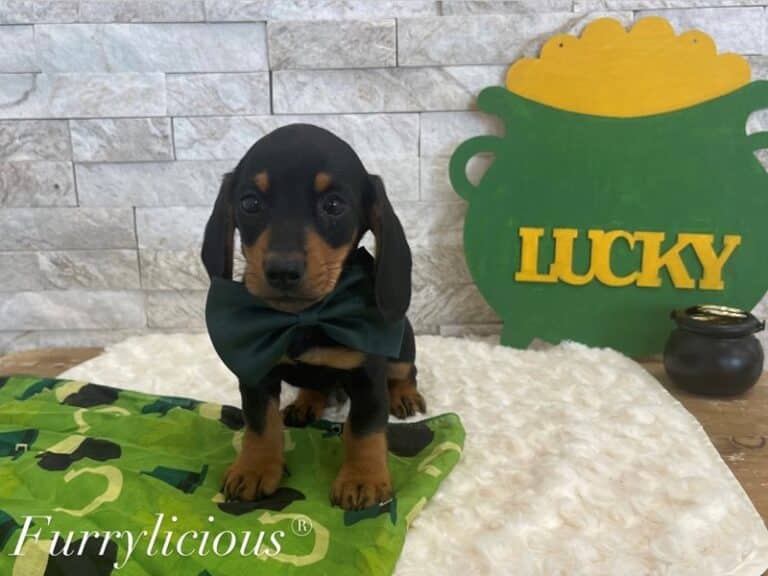 Milo - Dachshund