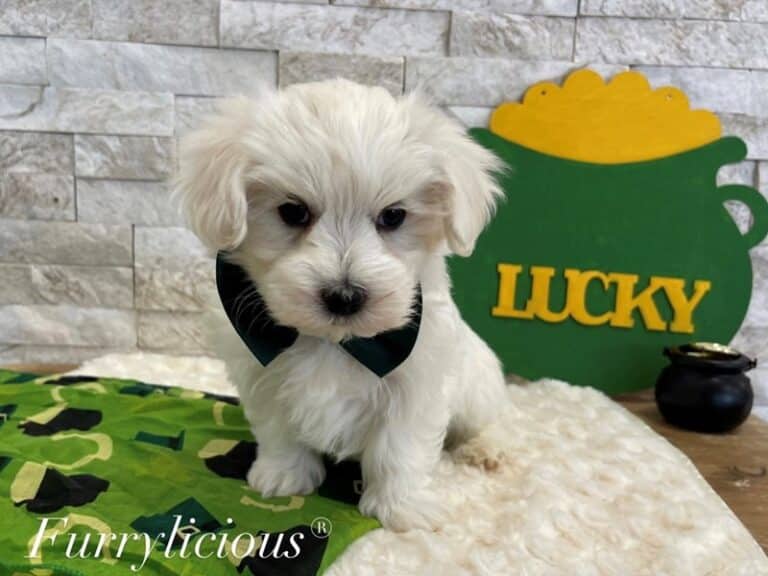 Logan - Maltese