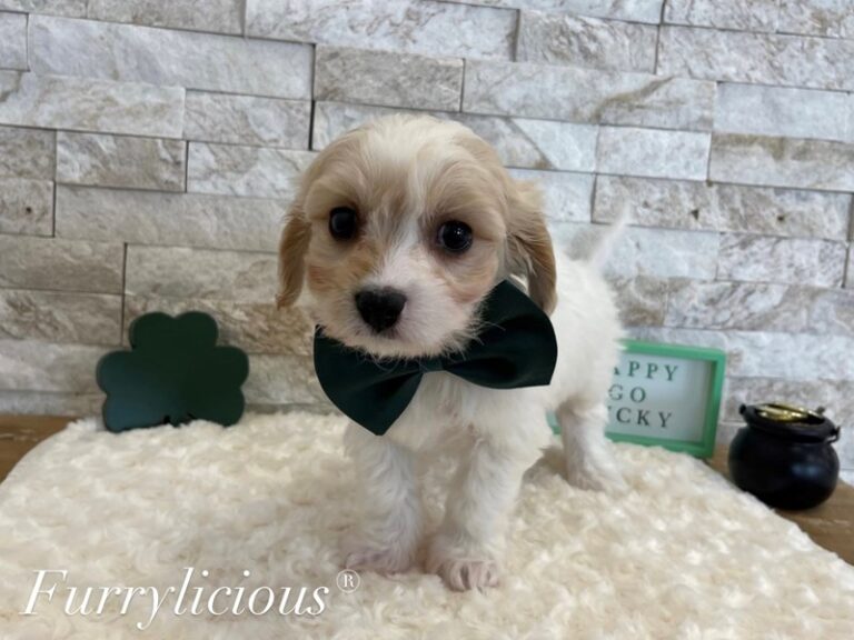 Stanley - Cavachon