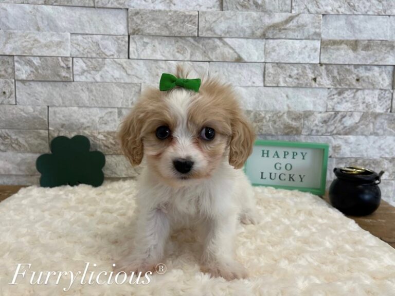 Dorothy - Cavachon