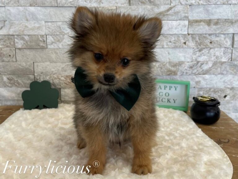Onyx - Pomeranian